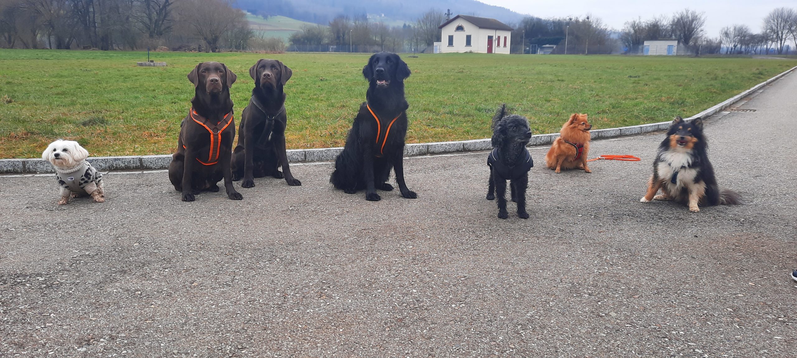 Rudelspaziergang mit Caro's Hundeschule